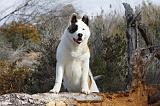 AKITA AMERICAIN 324